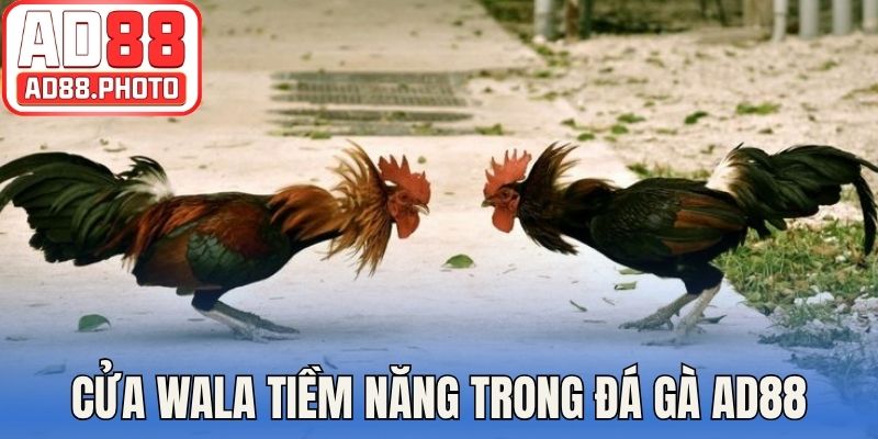Cửa cược Wala tiềm năng trong đá gà AD88