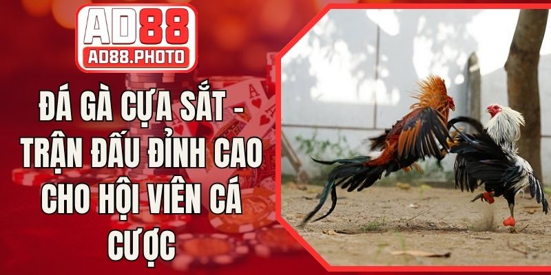 Đá Gà Cựa Sắt - Trận Đấu Đỉnh Cao Cho Hội Viên Cá Cược
