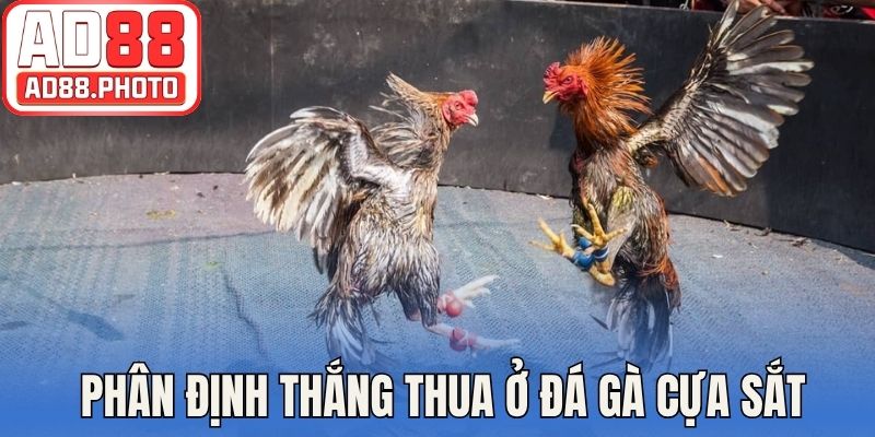 Cách thức phân định thắng thua ở đá gà cựa sắt