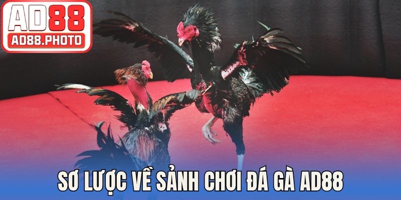 Sơ lược về sảnh chơi đá gà AD88